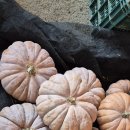 맷돌로1 이미지