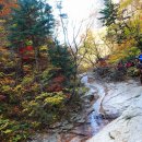 10월12일요일 초절정 설악산 흘림골 단풍 트레킹 이미지