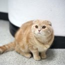 (울산출입국사무소 부근) 스코티시폴드 고양이를 찾습니다. 이미지