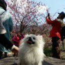 꽃개 이미지