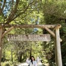 새아침공원 | 샌프란시스코 근교 힐링 트레킹🇺🇸뮤어우즈 국립공원 탐방 후기🌳