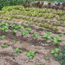 텃밭양산점 | 양산 원희가든 오리불고기 후기 | 푸짐한 양과 깔끔한 한상차림