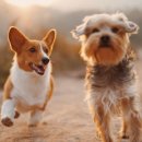 방주동물병원 이미지