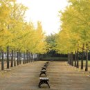 은행나무약국 이미지