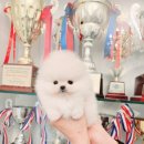 어벤져스켄넬 탑클래스펫 강아지분양 | 시흥 강아지분양 탑클래스 펫(애견해외운송대행,애견검역대행까지)
