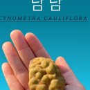 트로피컬랩