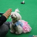 똥별이 | 도그맥스 후기 :: 똥별이와 함께 - 2