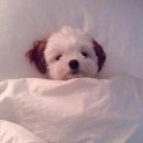 앙큼