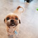 리리 펫살롱 이미지