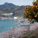 산양일주도로가로수 이미지