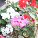 신림동길 이미지