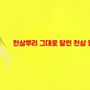 황풍정천삼