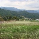(주)효석 Daum카페