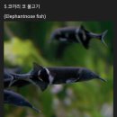 elephant nose fish 이미지