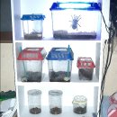 아라크네 이미지