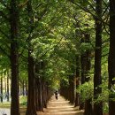 메타세콰이어길 이미지