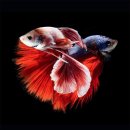 물고기 - 남구 명덕로 296 | 물고기