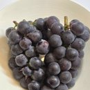 쿠팡 당도보장 거봉포도 2KG 솔직후기 - 경북 경산 김천산 달콤한 참돌이 유통 보투아몽드 거봉!