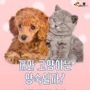 개와고양이 - 사상구 새벽시장로56번가길 4 | 개와고양이