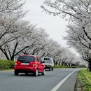 백리벚꽃길 오마이뉴스