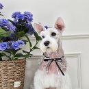 디어마이독 이미지