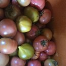 대저짭짤이토마토 익음 이미지