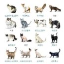 금고양이 이미지