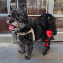 은해반려동물보조기 이미지