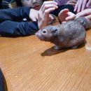 작은 동물원 이미지