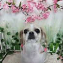 소망애견미용실 이미지