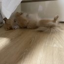 온양 발리동물병원 네이버블로그