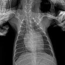 리라동물병원 이미지