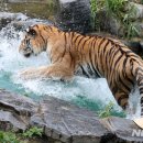 동물의 왕국 이미지