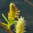 버들강아지 이미지