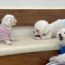 멍더랜드 이미지