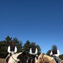 금등첨화 이미지