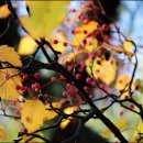 호수언저리 이미지