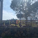 펫마마스푸드 이미지