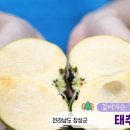 장성단감