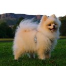 센트럴동물병원 이미지