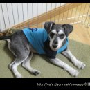 대영동물병원 이미지