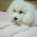 마냥귀엽개 이미지