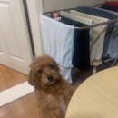 개귀여워 이미지