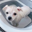 드봉펫살롱 이미지