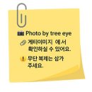 엘라플로라