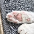 이웃사랑자원 | 반려마루 화성 고양이입양센터 봉사 후기 (주말 오후)