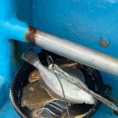 장인호 | 다시 찾은 속초 가자미 낚시 : 두 번째 방문 장인호!