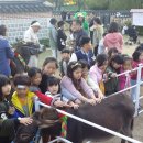 안산 김홍도 축제 전면 취소 이미지