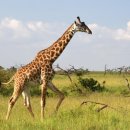 기린에너지 이미지