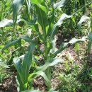 일등미생물 비료 이미지